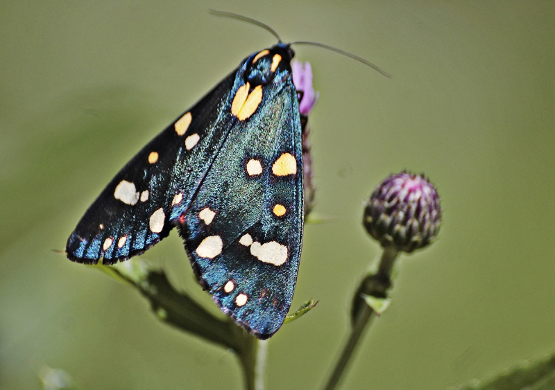 Callimorpha  dominula